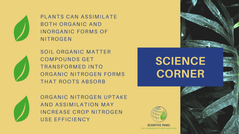 Soil organic matter compounds get transformed into organic nitrogen forms that plants take up