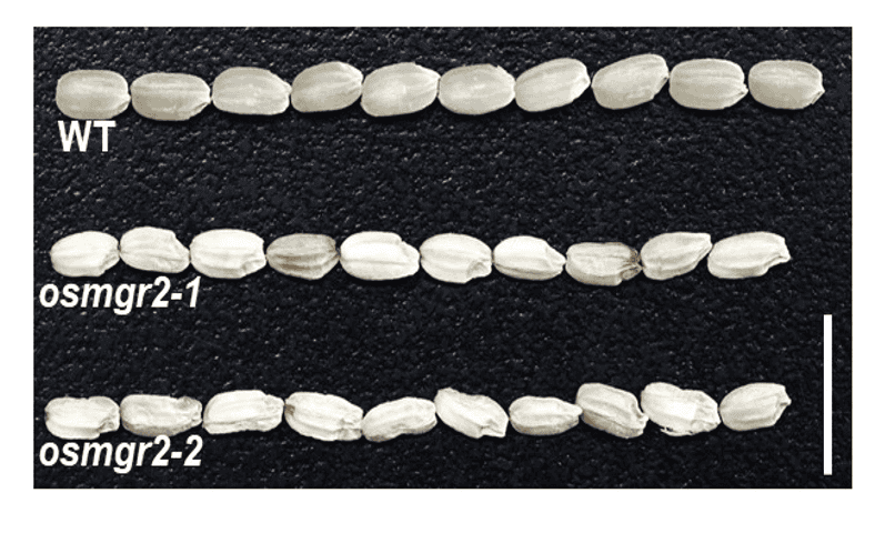 A magnesium transporter OsMGR2, helps move magnesium into developing rice grains. Rice plants lacking this transporter produced smaller, lighter, and lower-quality grains, highlighting the transporter’s role in grain development, nutrient accumulation, and eating quality.